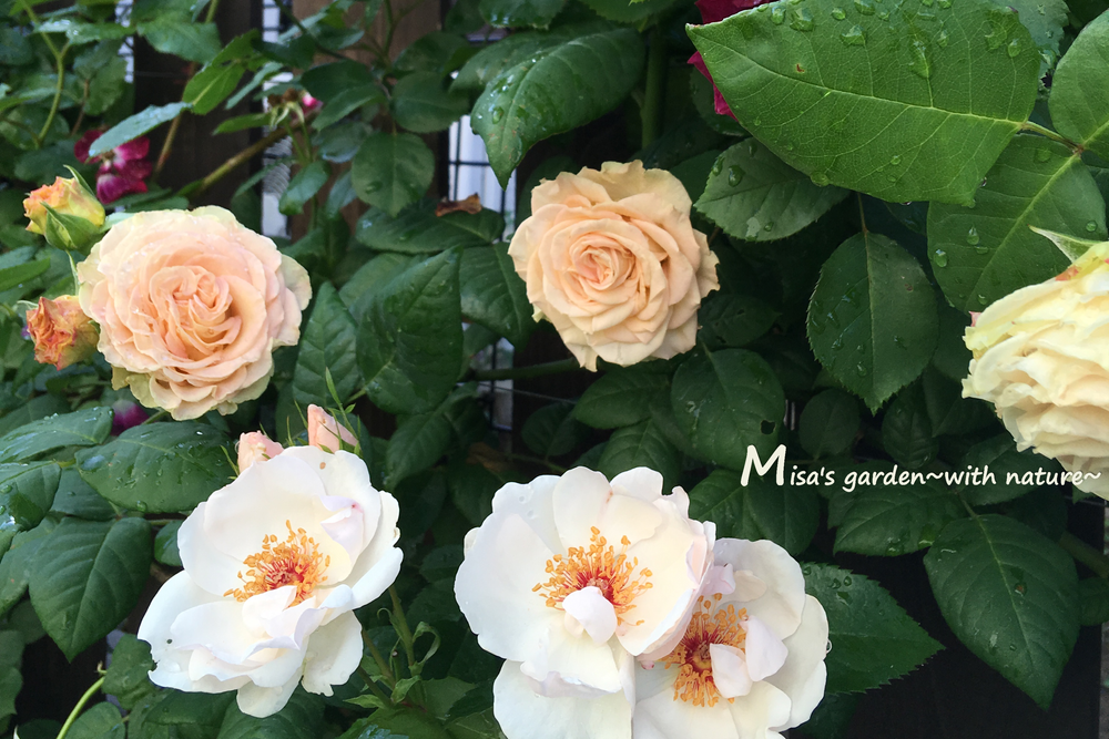 アンティークな雰囲気抜群のつるバラ Clエメラルドアイル Emerald Isle の育て方 Misa S Garden With Nature