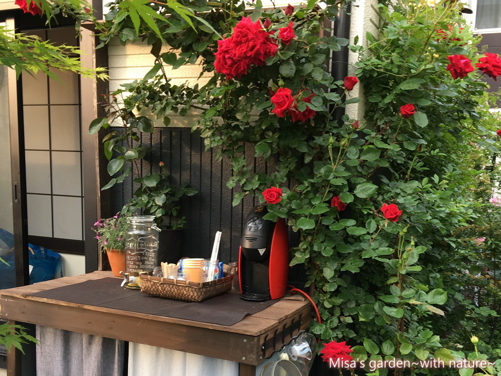 よく咲く赤いつるバラ Clアンクルウォルター Uncle Walter の育て方 誘引ビフォーアフター Misa S Garden With Nature