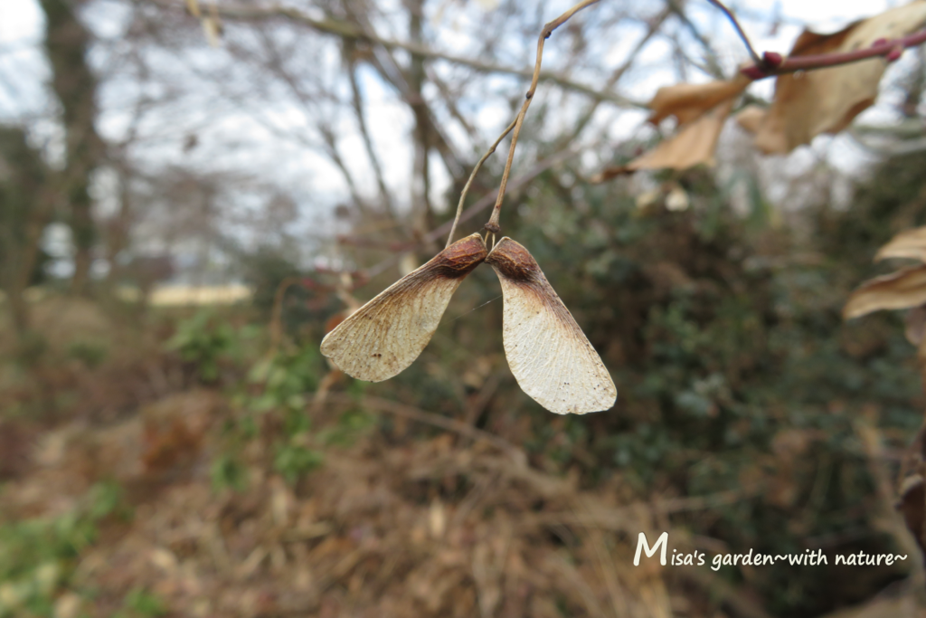 紅葉がきれいなモミジとカエデの違いは Misa S Garden With Nature