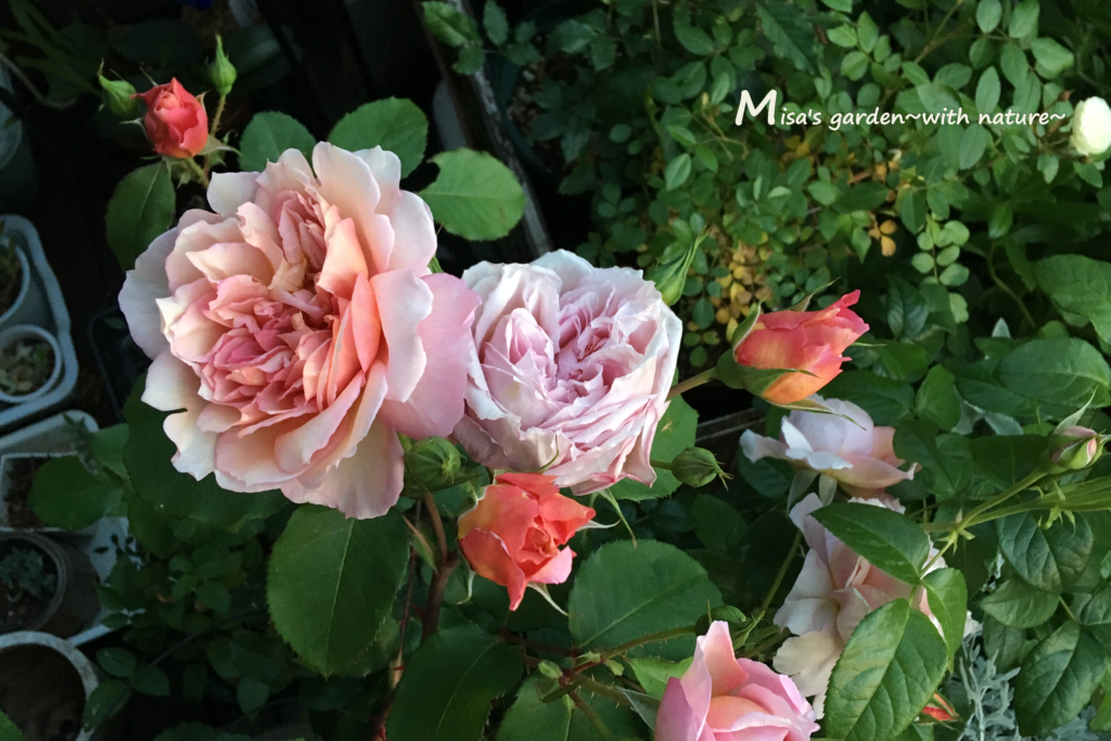 女性らしいアンティークな茶色いバラ Sブロドリー（Broderi）の育て方 – Misa's garden~with nature~