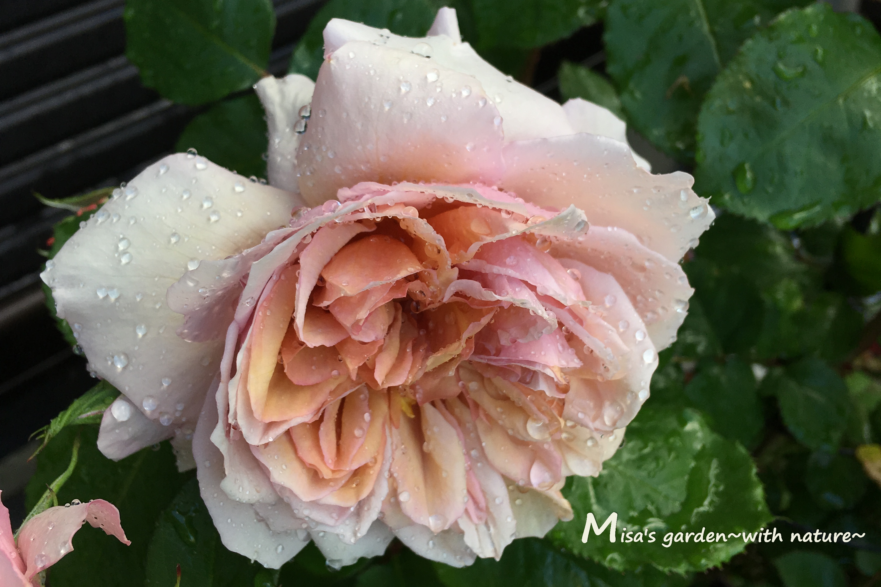 女性らしいアンティークな茶色いバラ Sブロドリー Broderi の育て方 Misa S Garden With Nature