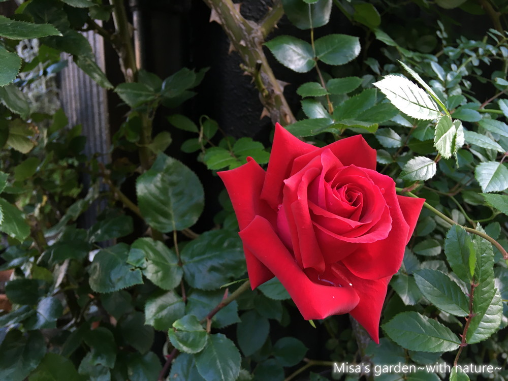 よく咲く赤いつるバラ Clアンクルウォルター Uncle Walter の育て方 誘引ビフォーアフター Misa S Garden With Nature