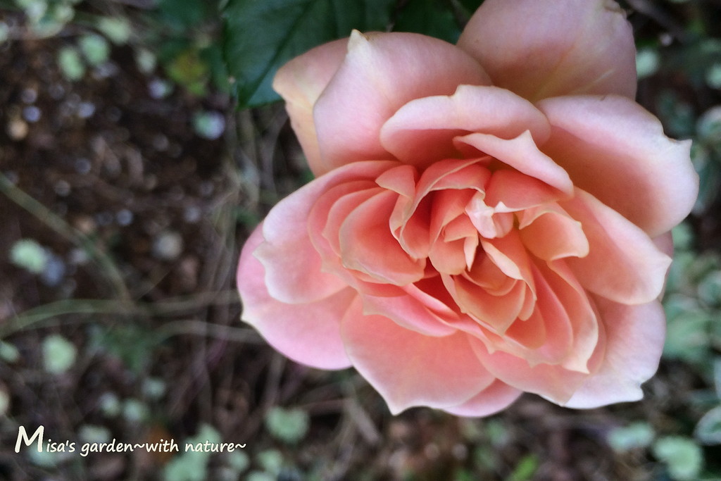 丸弁が可愛いアプリコット色のバラ F笑み Emi の育て方 Misa S Garden With Nature