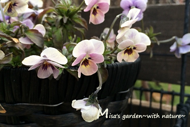 一年草 実は一年中咲く ビオラ Viola のmisa S Gardenでの育て方 Misa S Garden With Nature
