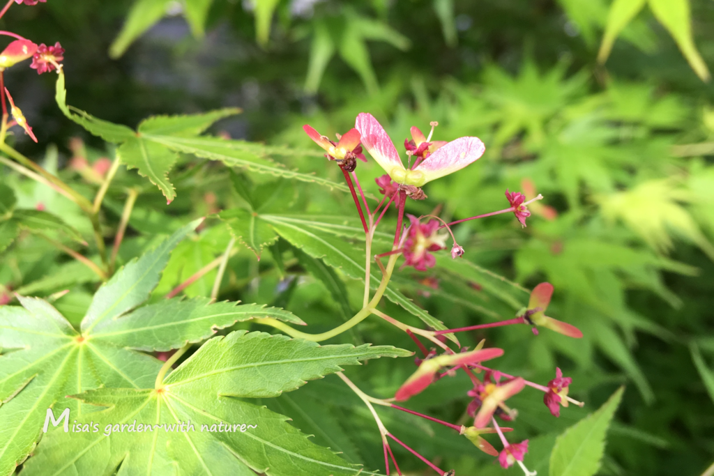 紅葉がきれいなモミジとカエデの違いは Misa S Garden With Nature