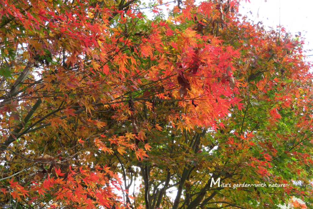 紅葉がきれいなモミジとカエデの違いは Misa S Garden With Nature