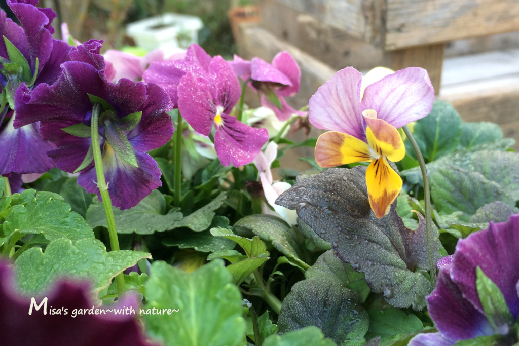 一年草 実は一年中咲く ビオラ Viola のmisa S Gardenでの育て方 Misa S Garden With Nature