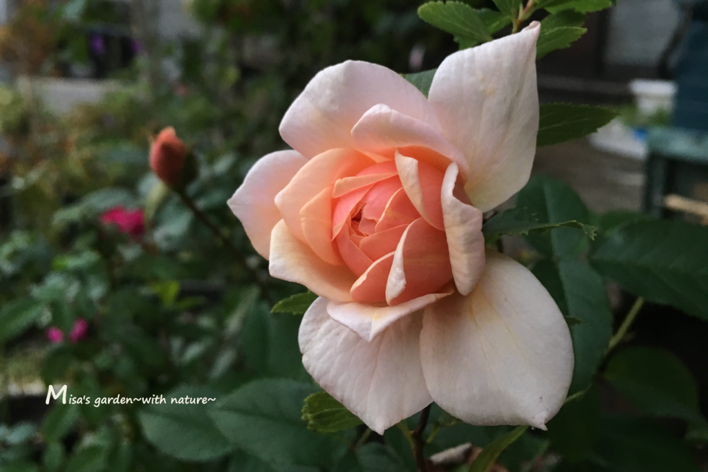 育て方 やっておきたい11月のバラのお手入れ Misa S Garden流 Misa S Garden With Nature