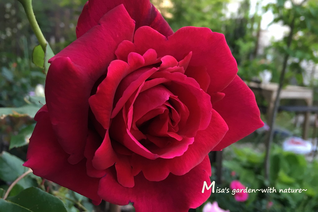 深みのある赤いバラ Htクリムゾングローリー Crimson Glory の育て方 Misa S Garden With Nature