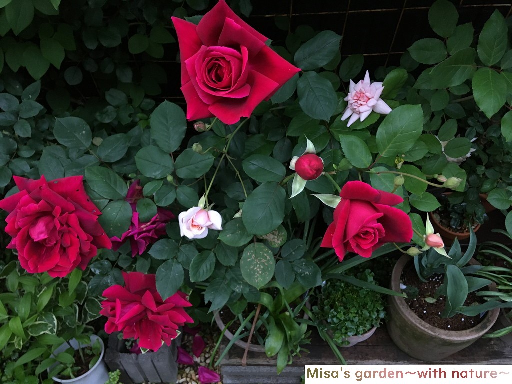 深みのある赤いバラ Htクリムゾングローリー Crimson Glory の育て方 Misa S Garden With Nature