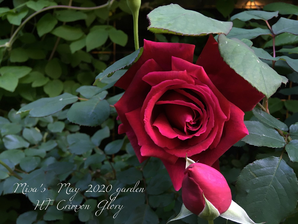 深みのある赤いバラ HTクリムゾングローリー（Crimson Glory）の育て方 | Misa's garden~with nature~