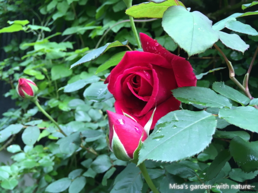 深みのある赤いバラ HTクリムゾングローリー（Crimson Glory）の育て方 | Misa's garden~with nature~
