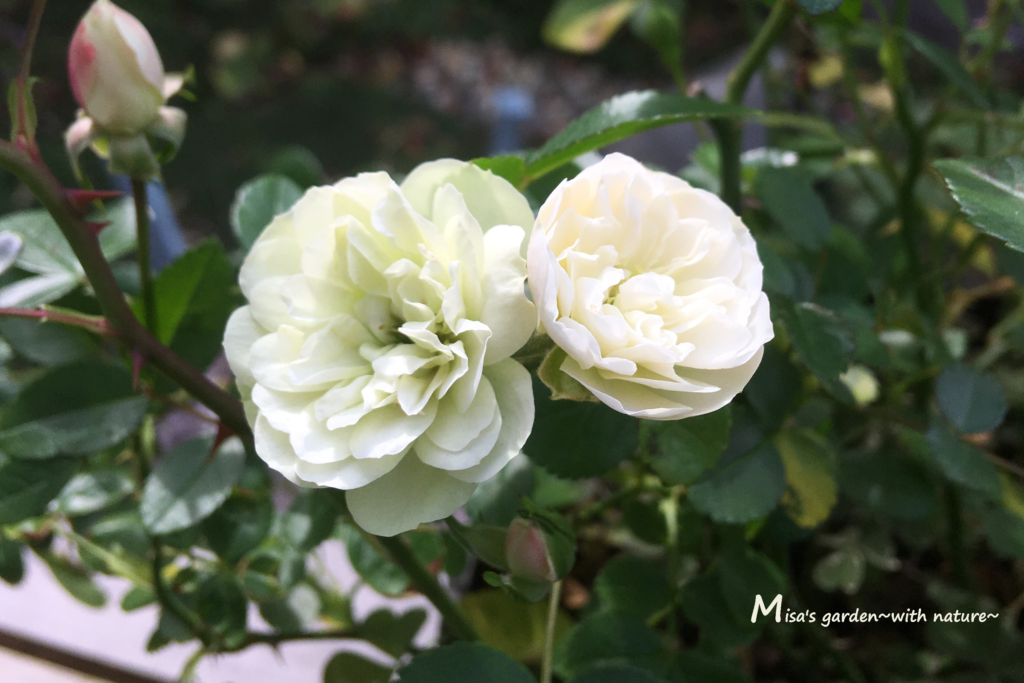 晩秋までよく咲くミニバラ Minグリーンアイス Gleen Ice の育て方 Misa S Garden With Nature