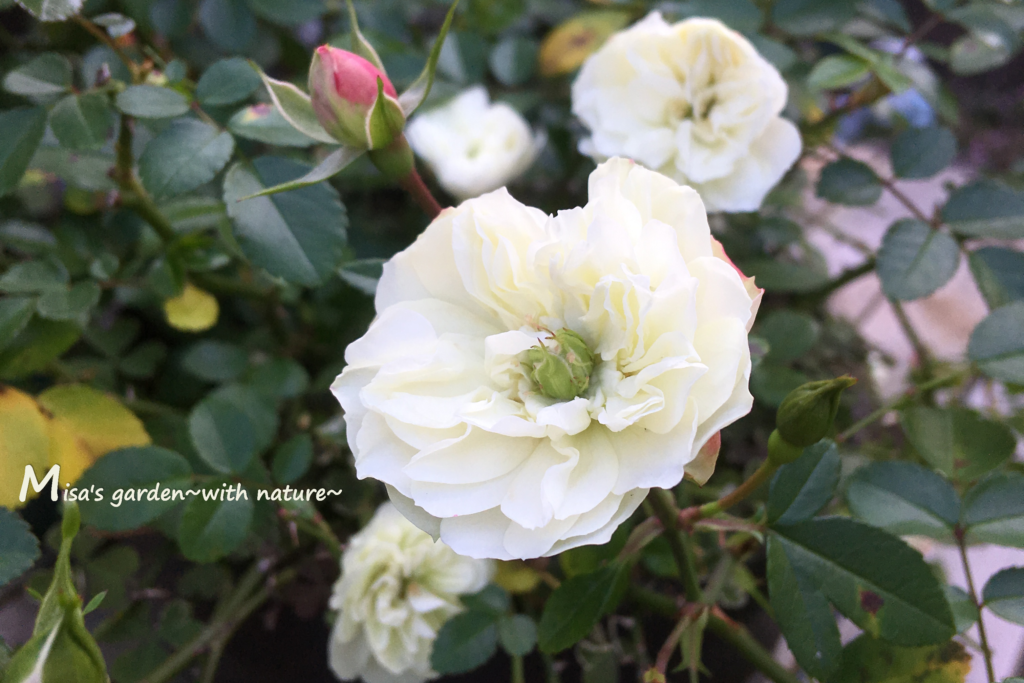 晩秋までよく咲くミニバラ Minグリーンアイス Gleen Ice の育て方 Misa S Garden With Nature