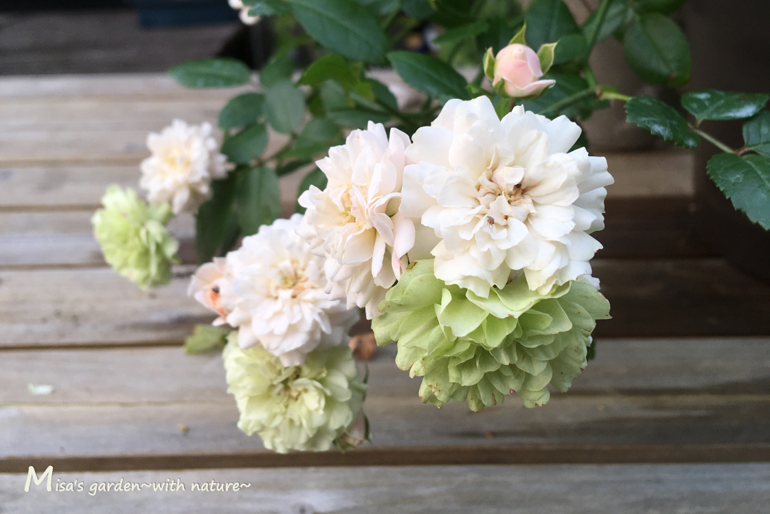 晩秋までよく咲くミニバラ Minグリーンアイス Gleen Ice の育て方 Misa S Garden With Nature