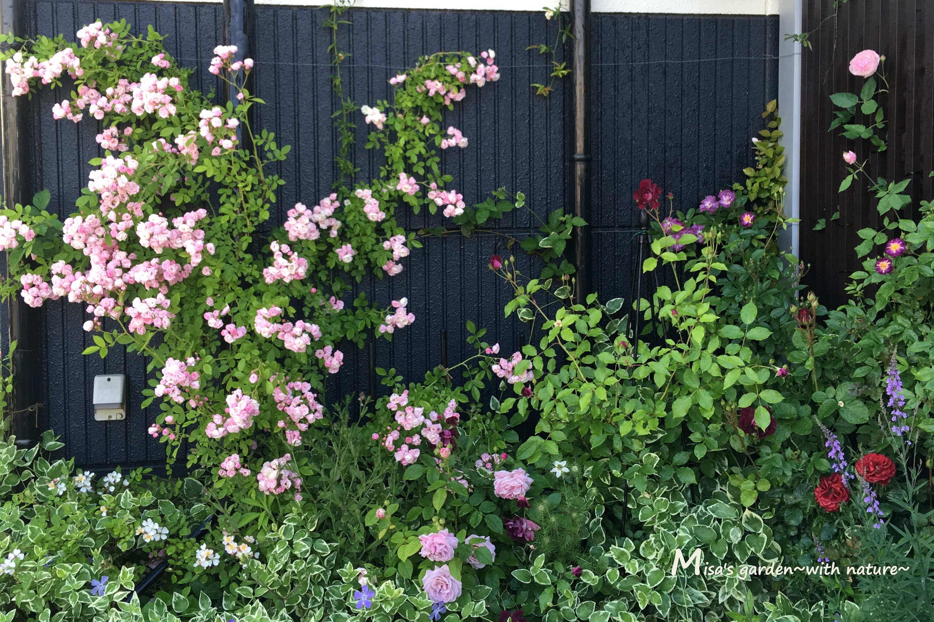 一房でブーケみたいなつるバラ R群舞 Gunmai の育て方 Misa S Garden With Nature