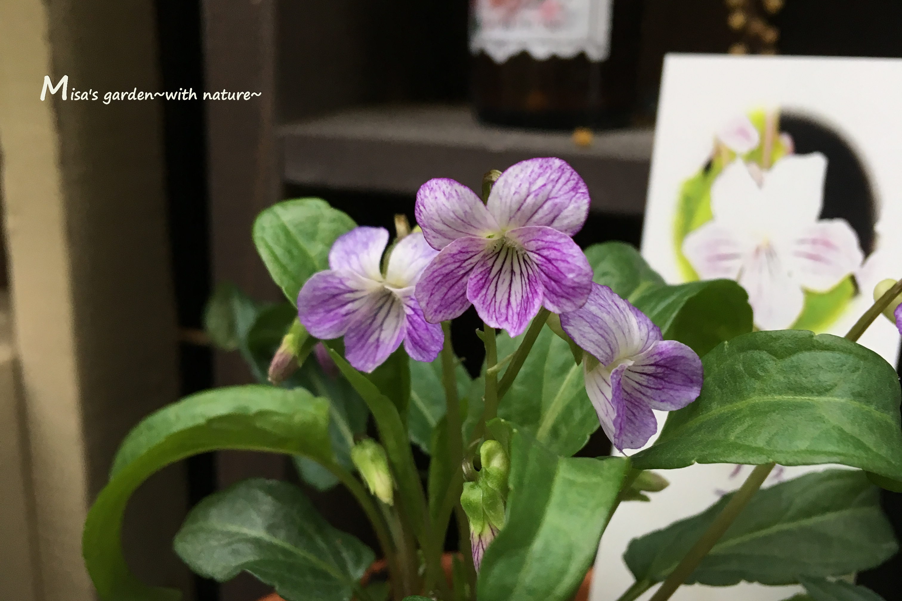 山野草 スミレ（Viola mandshurica）とアリの関係と育て方