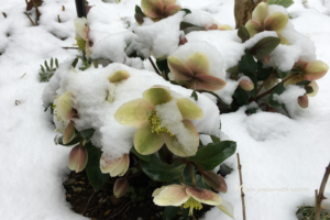 ヘレボルスゴールドコレクション(クリスマスローズ)と雪