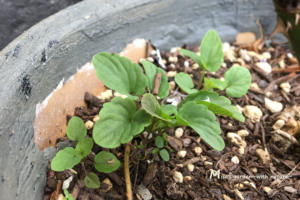 夏のビオラ零れ種の新芽