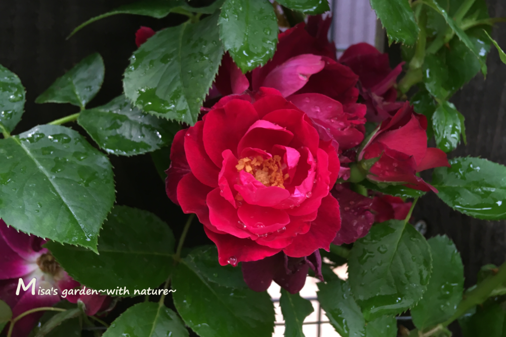 病気と虫に好かれやすいバラ Sカーディナルヒューム Cardinal Hume の育て方 Misa S Garden With Nature