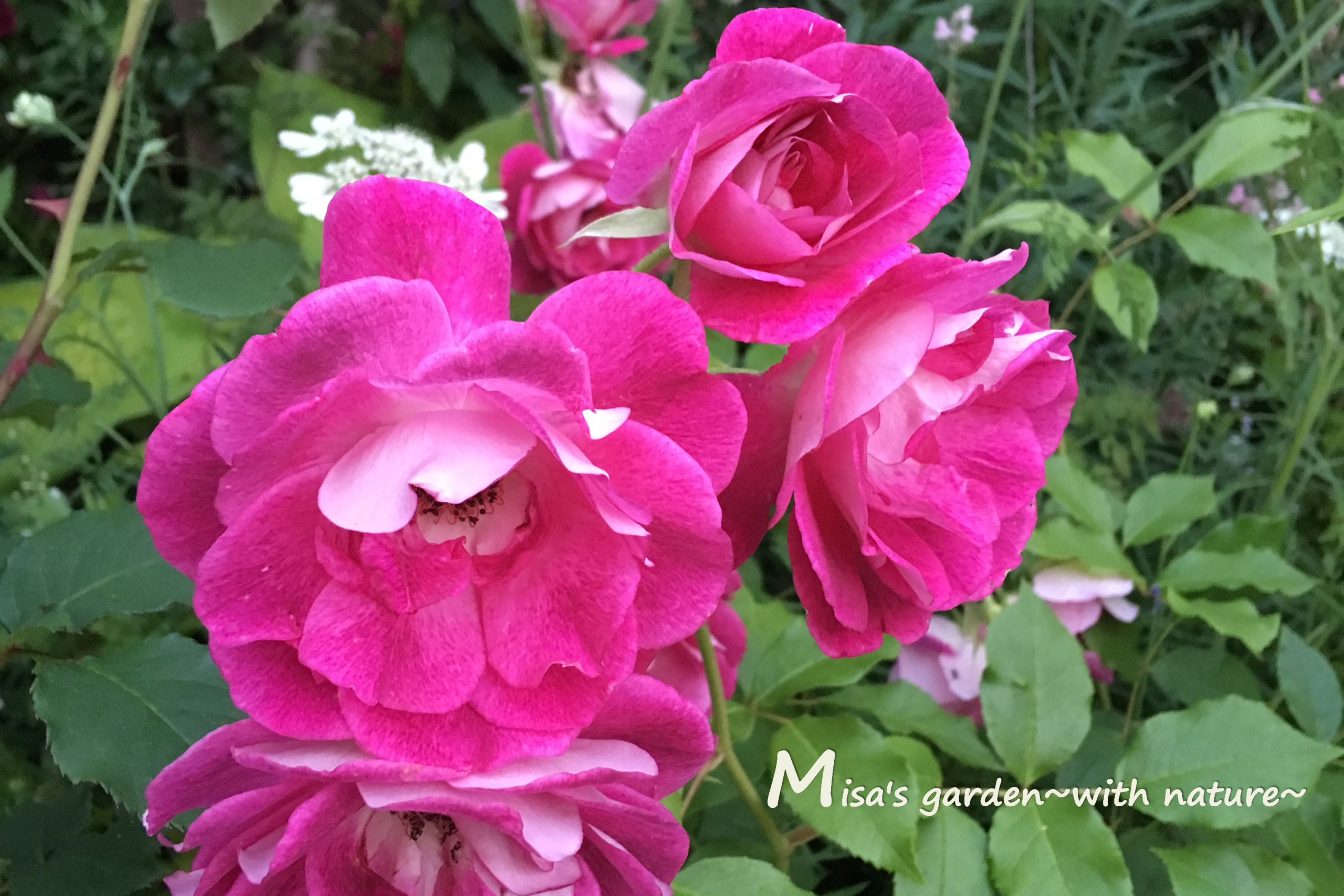 名花アイスバーグの枝変わりのバラ Fバーガンディアイスバーグ Burgundy Iceberg の育て方と歴史 Misa S Garden With Nature