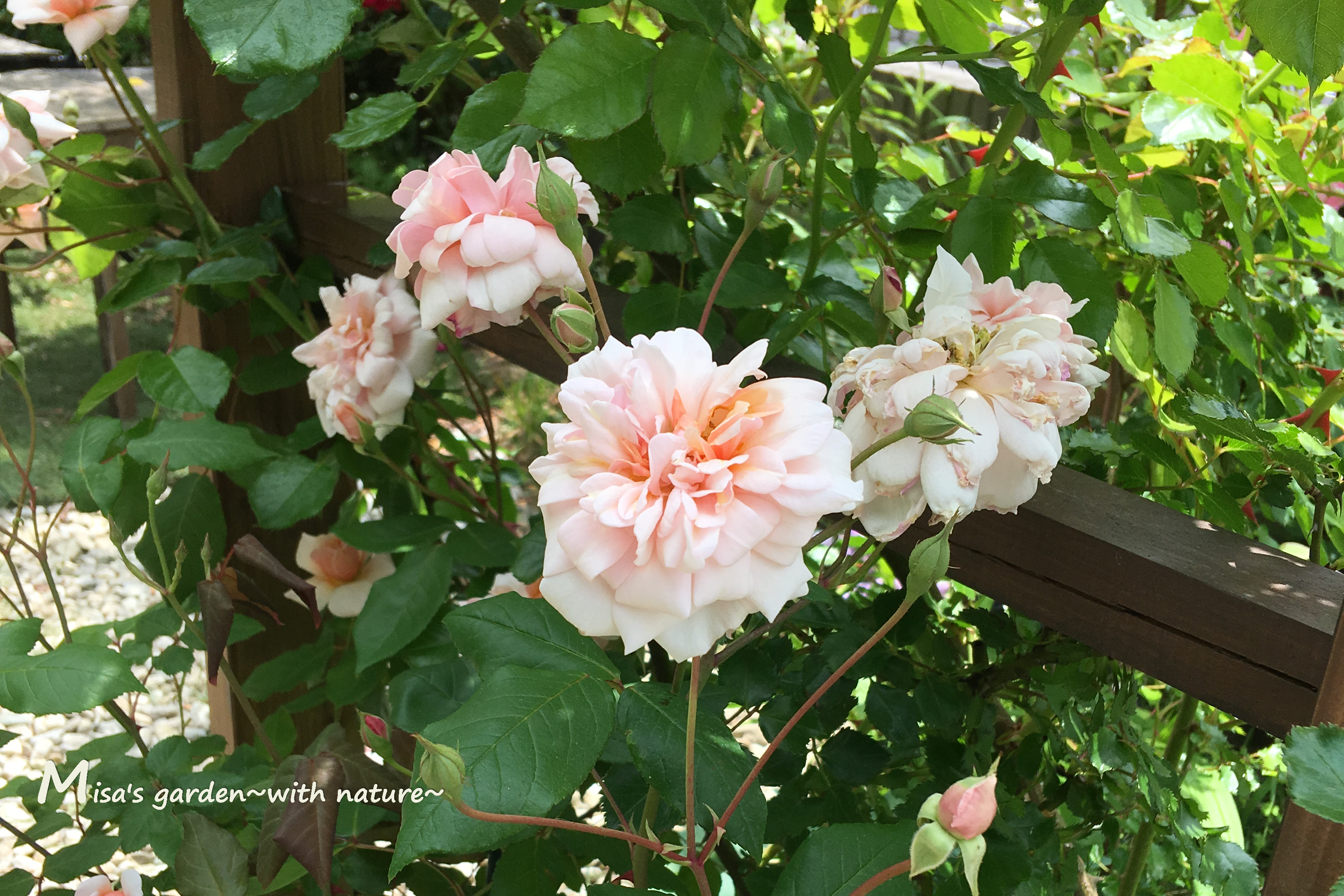 初心者におすすめのバラ 育てやすいポリアンサローズ Polペルルドール Perle D Or の育て方 Misa S Garden With Nature