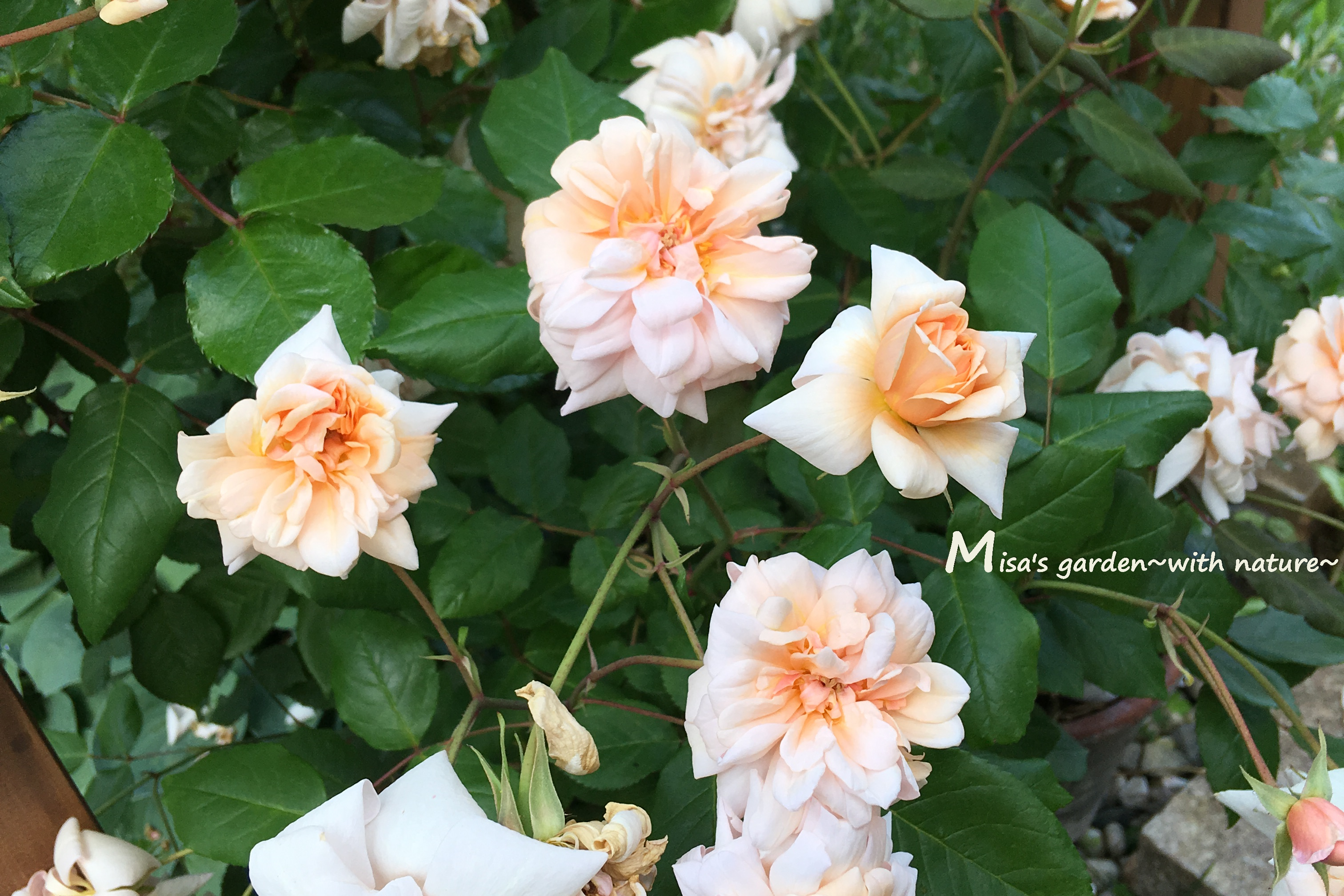 初心者におすすめのバラ 育てやすいポリアンサローズ Polペルルドール Perle D Or の育て方 Misa S Garden With Nature
