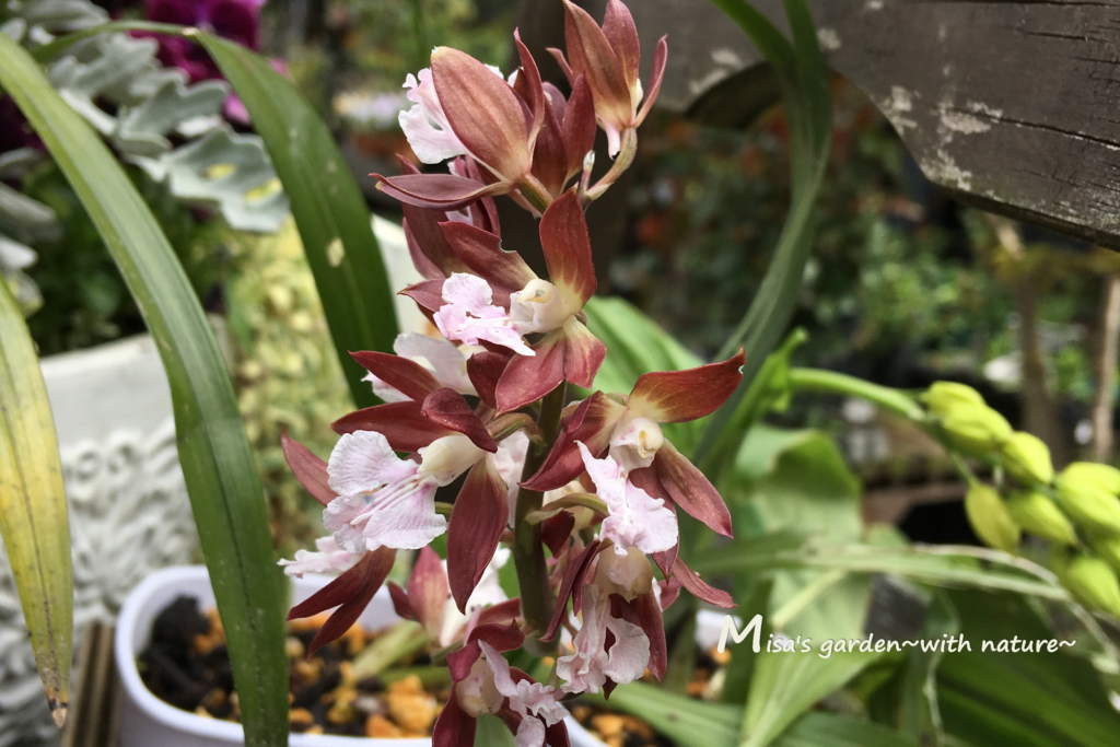 山野草 レッドデータブックの準絶滅危惧 Nt エビネ Calanthe Discolor とは 私たちにできる自然保護 Misa S Garden With Nature 山野草 レッドデータブックの準絶滅危惧 Nt エビネ Calanthe Discolor とは 私たちにできる自然保護 Misa S Garden With Nature