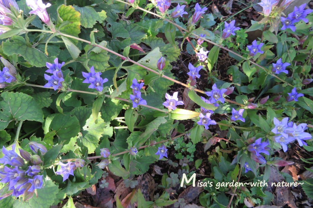 秋の山野草リンドウ 竜胆 の育て方と私たちにできる自然保護活動 Misa S Garden With Nature