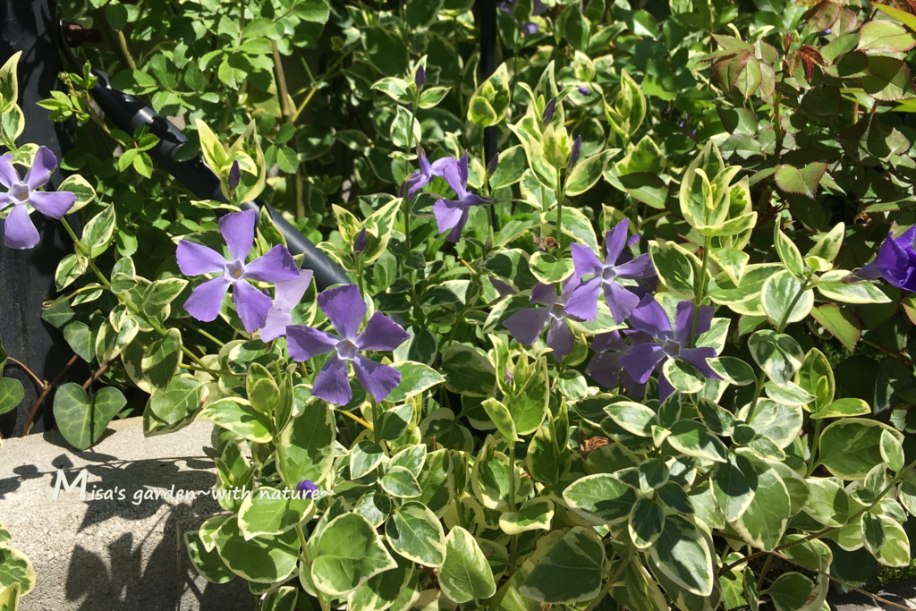 重点対策外来種のツルニチニチソウ いつまでも楽しみたいから守るべきこと Misa S Garden With Nature