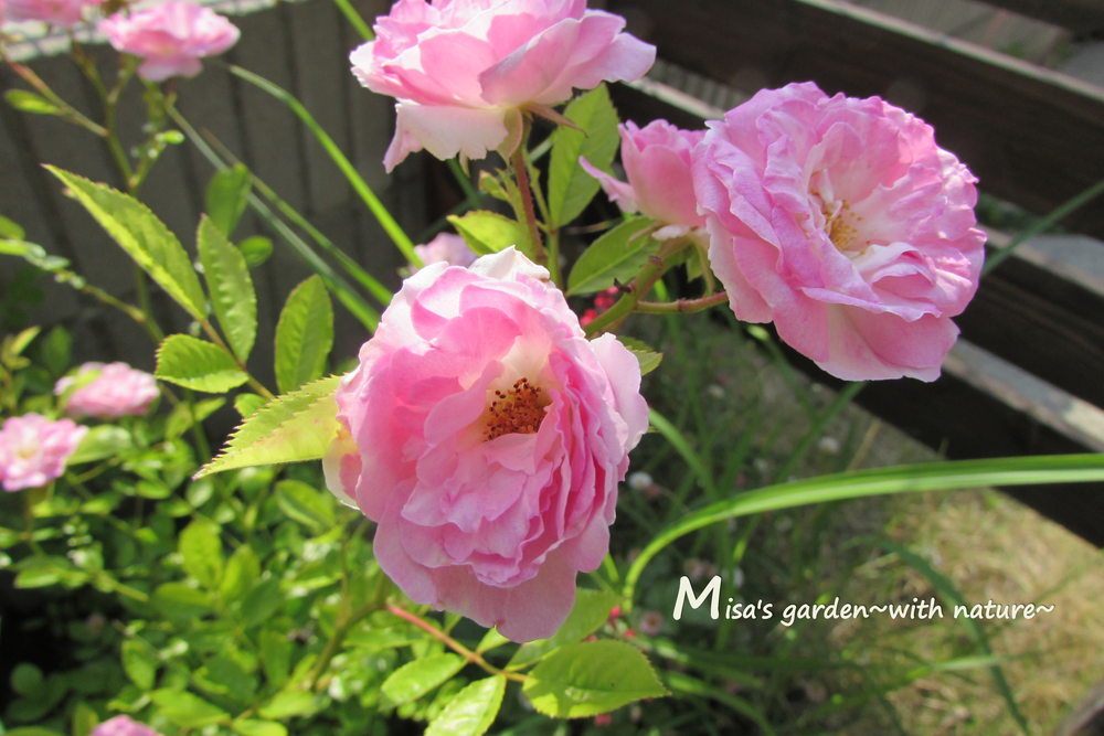 トゲがなく とても育てやすいつるバラcl春がすみ Pink Summer Snow の育て方と村田晴夫先生の誘引 Misa S Garden With Nature