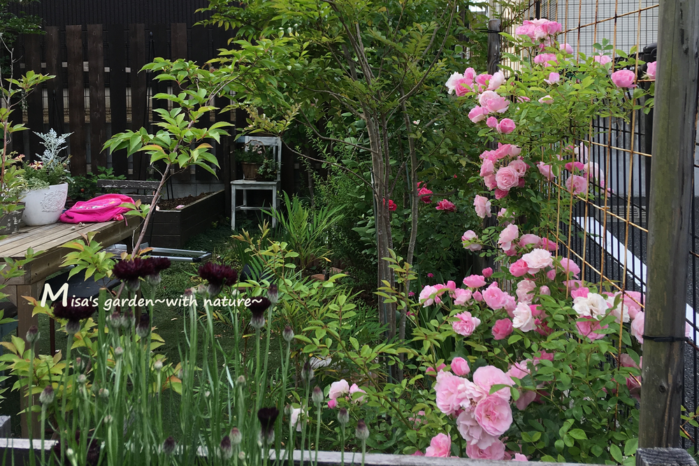 トゲがなく とても育てやすいつるバラcl春がすみ Pink Summer Snow の育て方と村田晴夫先生の誘引 Misa S Garden With Nature