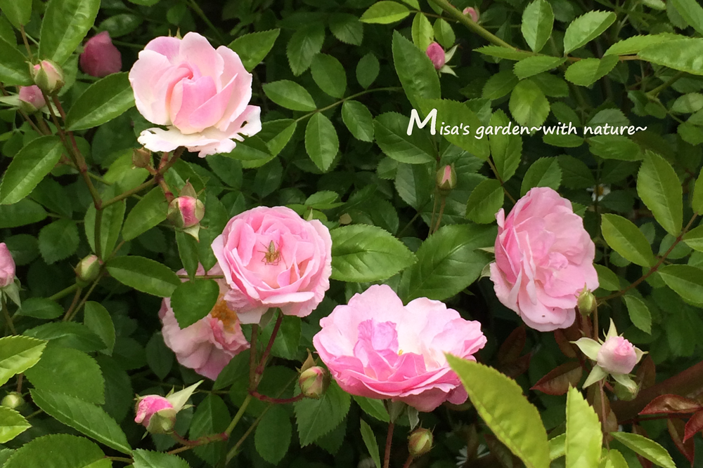 トゲがなく とても育てやすいつるバラ春がすみ Pink Summer Snow の育て方と村田晴夫先生の誘引 Misa S Garden With Nature