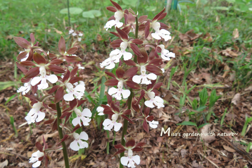 山野草 レッドデータブックの準絶滅危惧 Nt エビネ Calanthe Discolor とは 私たちにできる自然保護 Misa S Garden With Nature