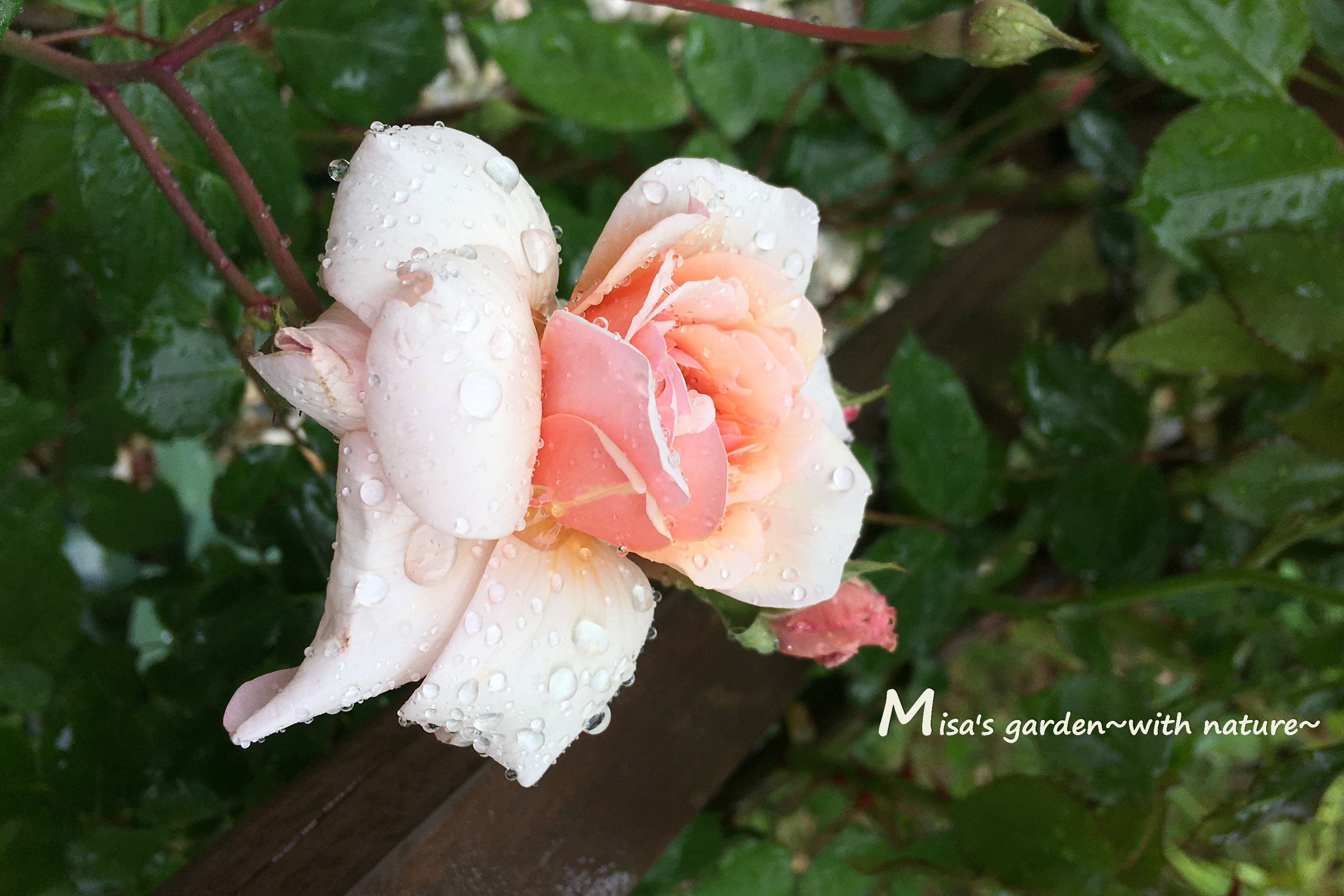 初心者におすすめのバラ 育てやすいポリアンサローズ Polペルルドール Perle D Or の育て方 Misa S Garden With Nature