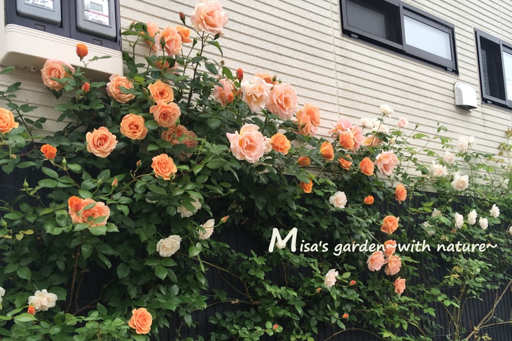 日陰でもよく育つつるバラ Clロイヤルサンセット Royal Sunset の育て方と誘引ビフォーアフター Misa S Garden With Nature