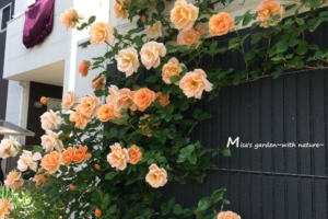 日陰でもよく育つつるバラ Clロイヤルサンセット Royal Sunset の育て方と誘引ビフォーアフター Misa S Garden With Nature