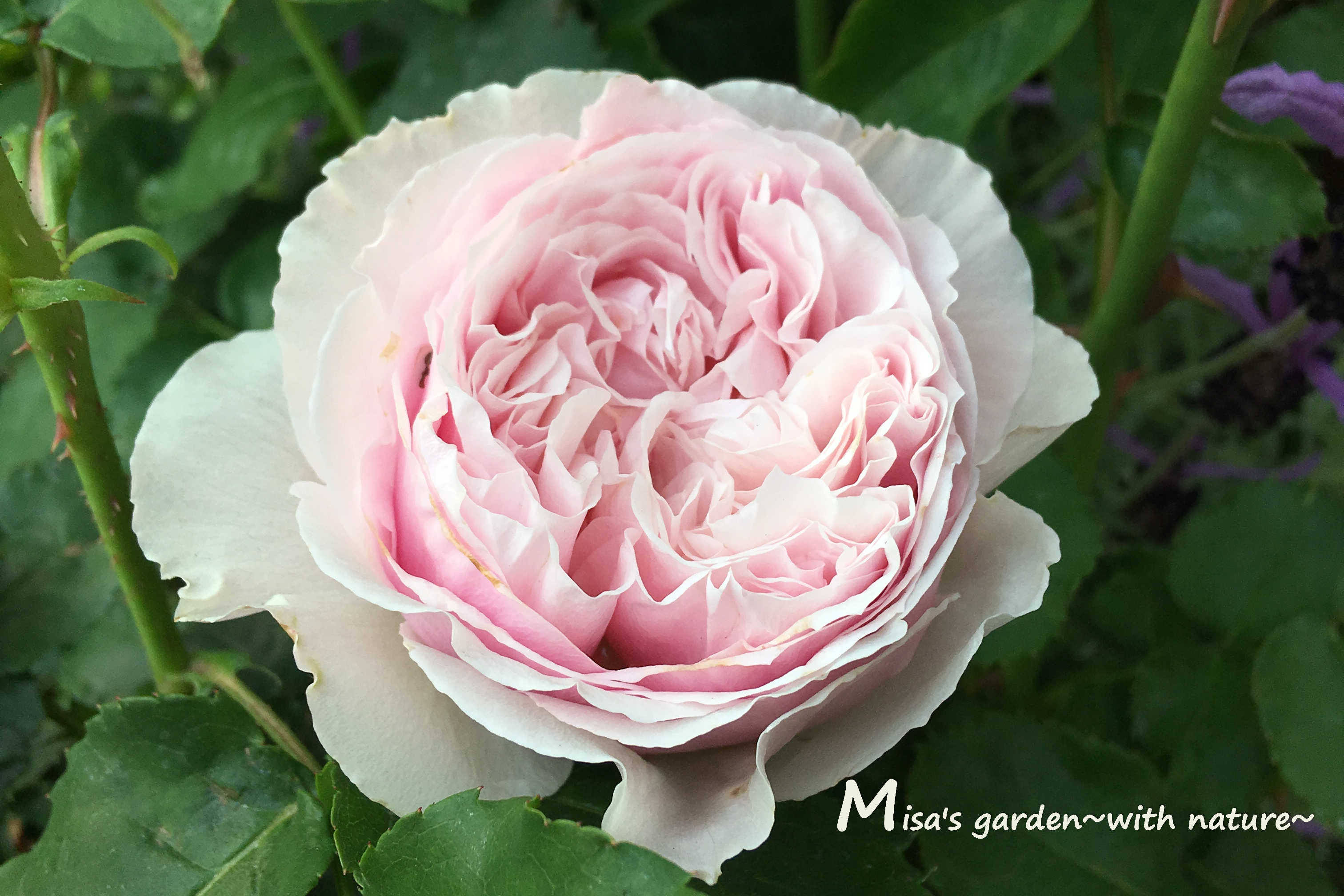 ゆうぜんの枝変わり 和バラf Gローズの旋律 せんりつ Senlitsuの育て方 Misa S Garden With Nature