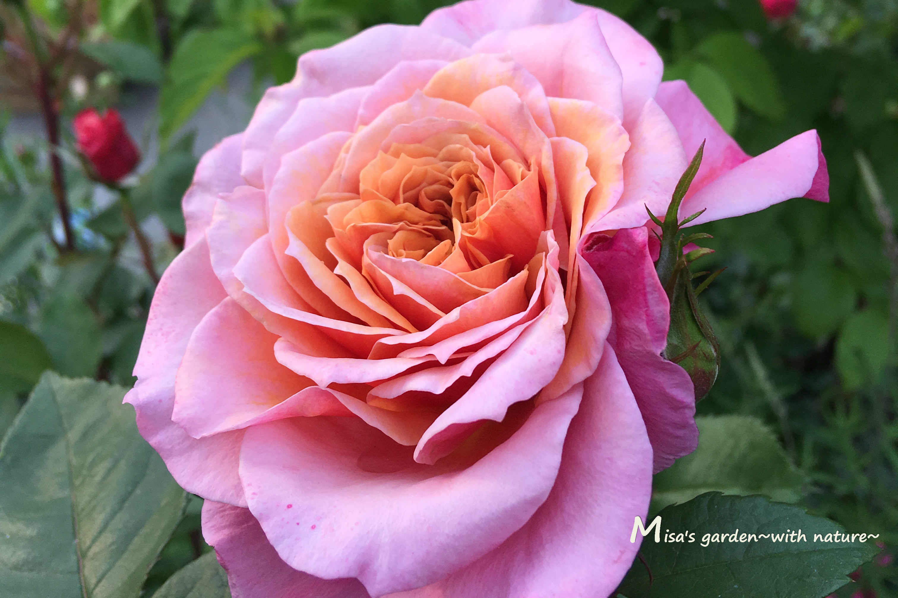 日本の夏に強い和バラ F Gローズのみやび 雅 Miyabiの育て方 Misa S Garden With Nature