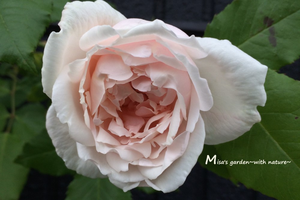 とんでもなく大きくなる つるバラ オールドローズのnマダムアルフレッドキャリエールの育て方と誘引 ビフォーアフター3年分 Misa S Garden With Nature