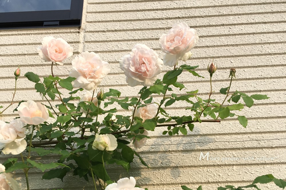 とんでもなく大きくなる つるバラ オールドローズのnマダムアルフレッドキャリエールの育て方と誘引 ビフォーアフター3年分 Misa S Garden With Nature