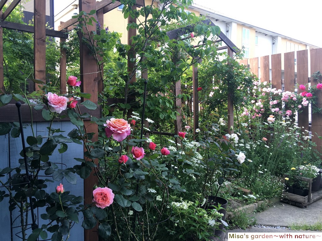 よく咲く四季咲き性の強い和バラ Sかおりかざり Kaorikazari の育て方 Misa S Garden With Nature