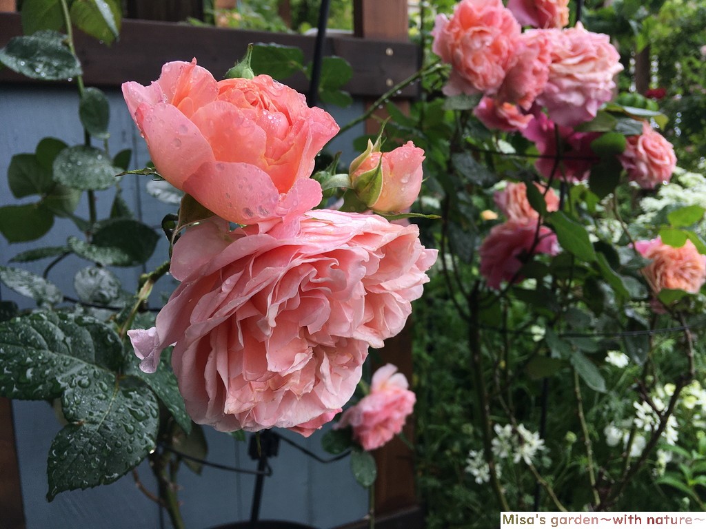 よく咲く四季咲き性の強い和バラ Sかおりかざり Kaorikazari の育て方 Misa S Garden With Nature