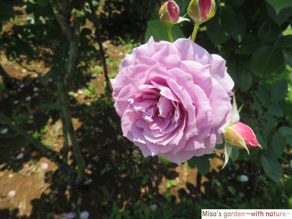 1600種株ものバラが咲き誇る 世界でも認められた 京成バラ園 Keisei Rose Garden Misa S Garden With Nature