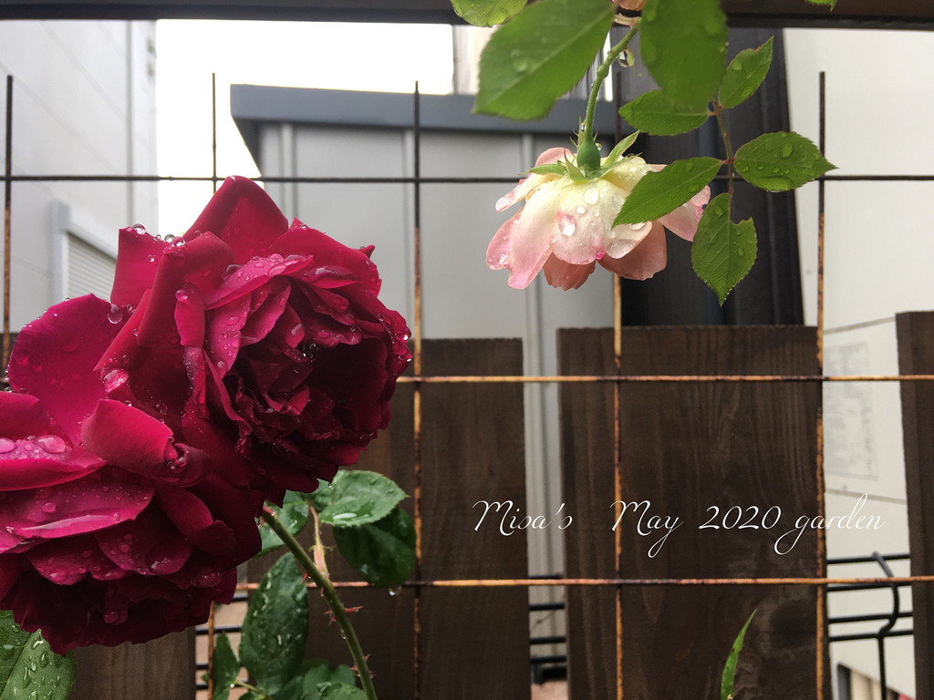 魅惑の赤バラ 岩下篤也氏のsアンダーザローズ Under The Rose の育て方と誘引剪定 Misa S Garden With Nature