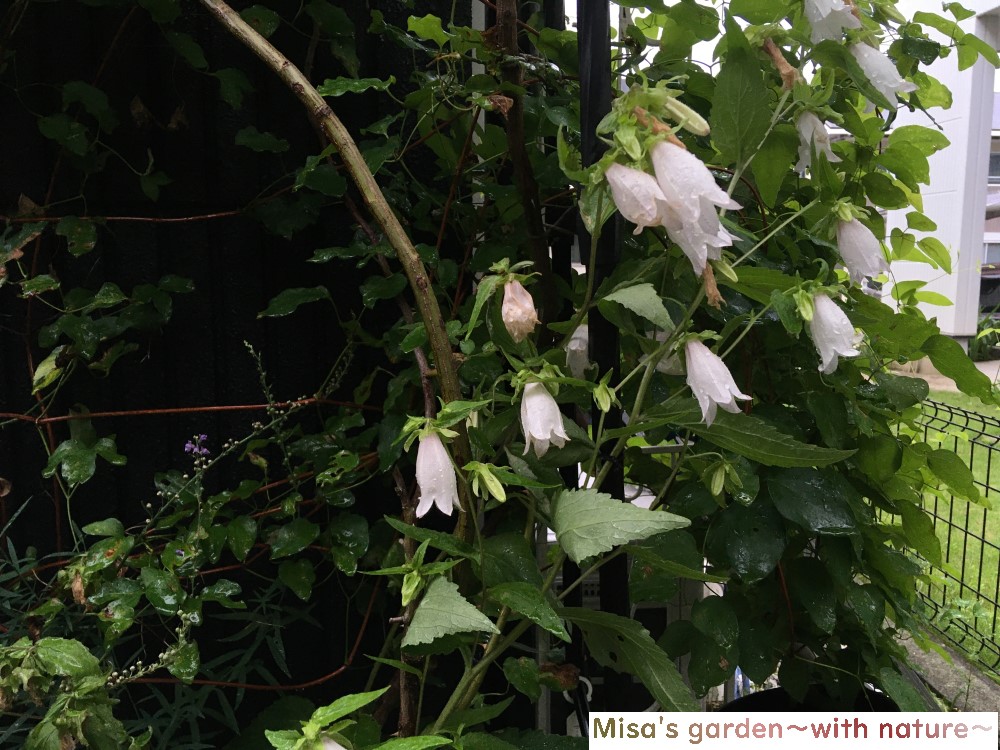 蛍が飛び交う初夏のヤマホタルブクロ 山蛍袋 の育て方 Misa S Garden With Nature