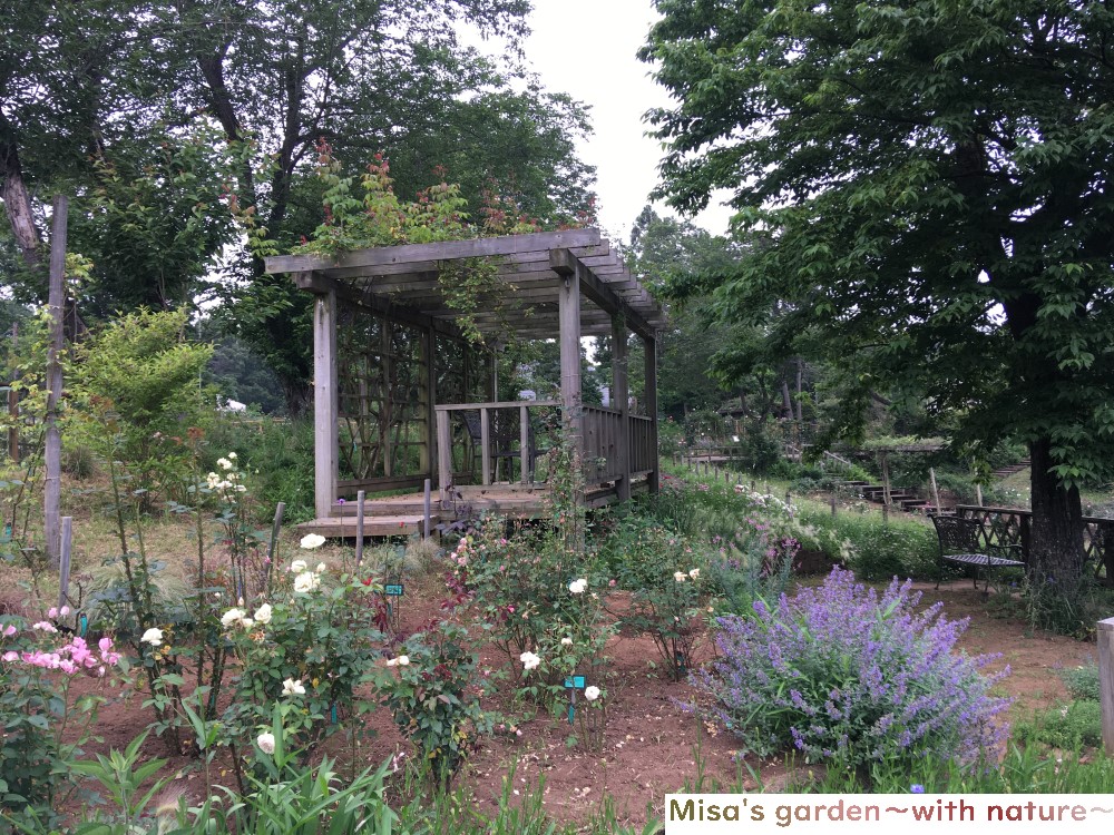 ボランティアが管理 運営している オールドローズが魅力の佐倉草ぶえの丘バラ園 Misa S Garden With Nature