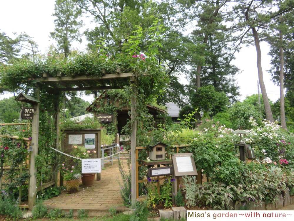 ボランティアが管理 運営している オールドローズが魅力の佐倉草ぶえの丘バラ園 Misa S Garden With Nature