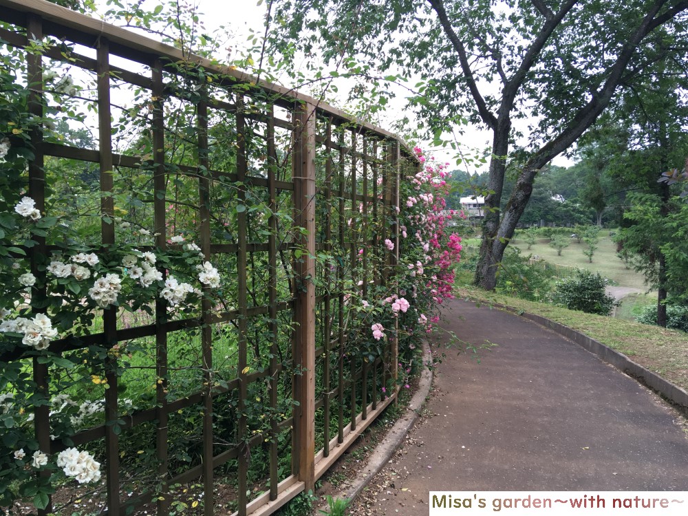 ボランティアが管理 運営している オールドローズが魅力の佐倉草ぶえの丘バラ園 Misa S Garden With Nature