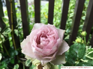 有機栽培 Organicにシフトチェンジ Part 有機栽培にする理由と ペレポスト バイオゴールド の導入 Misa S Garden With Nature